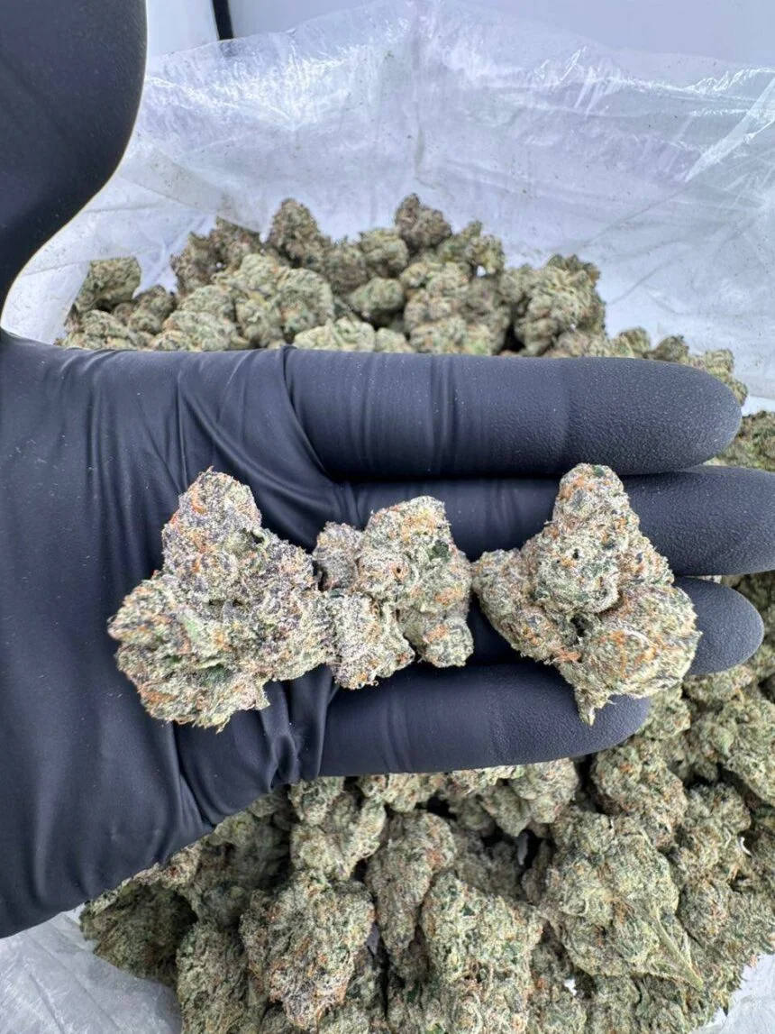 Blue nerds strain Blue nerds strain