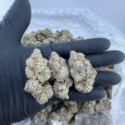 Gelato 41 strain